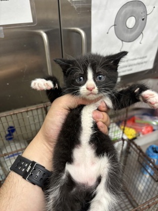 VIOLET - Domestic Shorthair / Mix available for adoption
