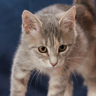 MILDRED - Domestic Shorthair / Mix available for adoption