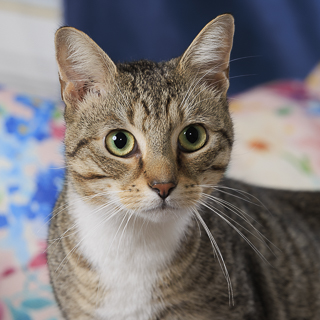 NOTORIOUS C.A.T. - Domestic Shorthair / Mix available for adoption