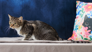 PAWLA - Domestic Shorthair / Mix available for adoption