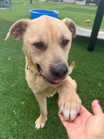 SUNNY - Retriever / Mix for adoption in Chesapeake