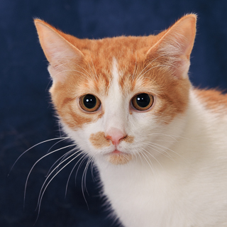 NUGGET - Domestic Shorthair / Mix available for adoption