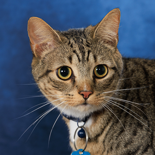 GATO - Domestic Shorthair / Mix available for adoption