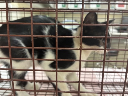BETHANY - Domestic Shorthair / Mix available for adoption