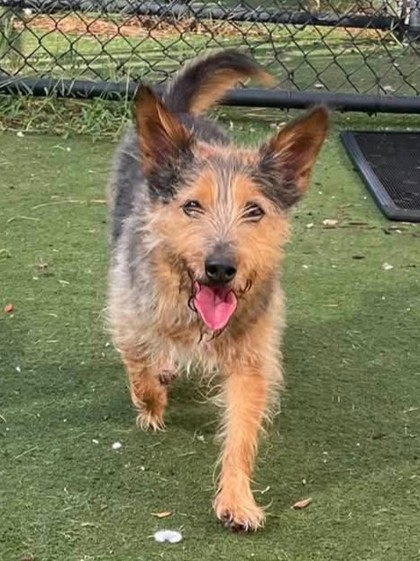 ALEX - Mixed Breed, Small (under 24 lbs fully grown) / Mix available for adoption