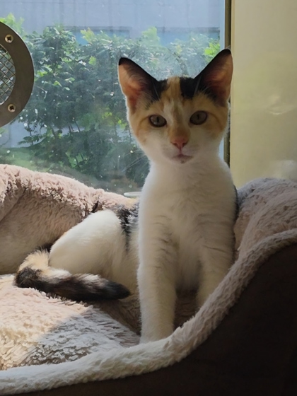 LYDIA - Domestic Shorthair / Mix for adoption in Chesapeake