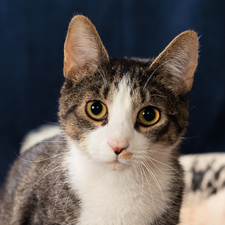 WHISKEY - Domestic Shorthair / Mix available for adoption