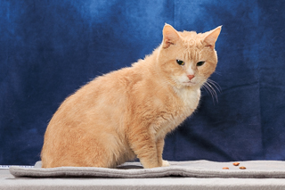FALKON - Domestic Shorthair / Mix available for adoption