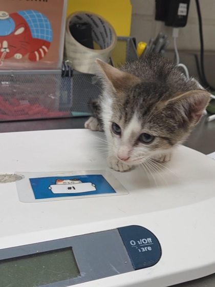SHELDON - Domestic Shorthair / Mix available for adoption