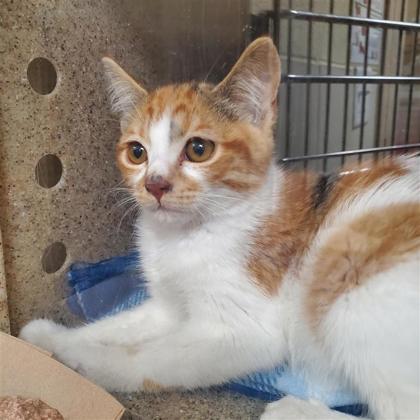 CLAIRVOYANCE - Domestic Shorthair / Mix available for adoption
