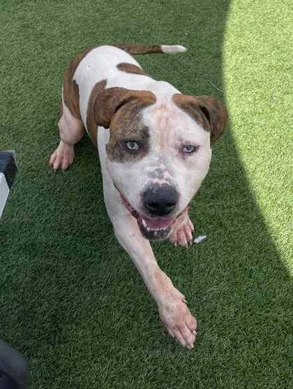 TWEEDLE DEE - American Pit Bull Terrier / Mix available for adoption