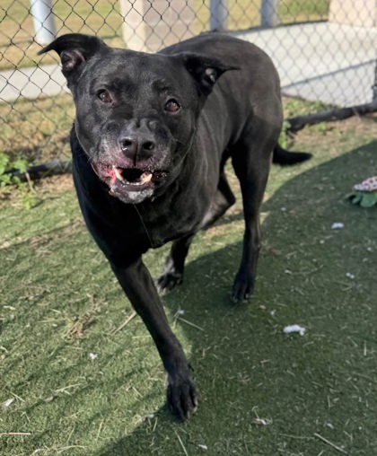 FARLEY - Labrador Retriever / Pit Bull Terrier available for adoption