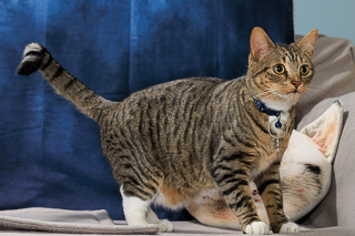 GATO - Domestic Shorthair / Mix available for adoption