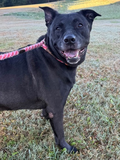 FARLEY - Labrador Retriever / Pit Bull Terrier available for adoption