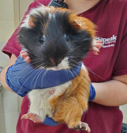 PRINCESS LOUISE - Guinea Pig available for adoption