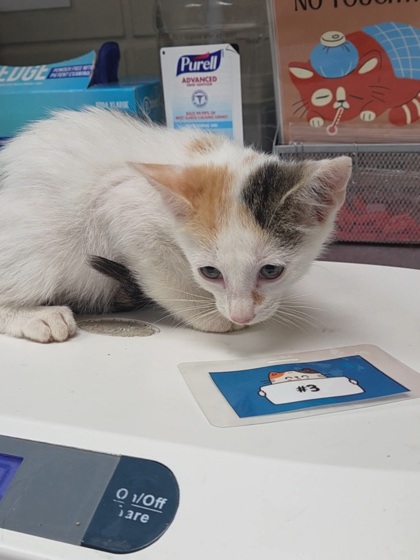 PENNY - Domestic Shorthair / Mix available for adoption