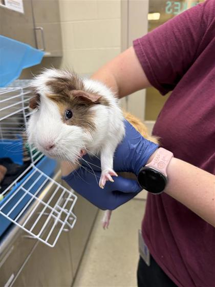 ADAM - Guinea Pig / Guinea Pig available for adoption