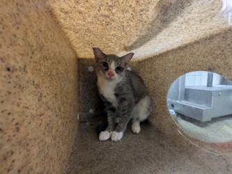 TWERP - Domestic Shorthair / Mix available for adoption