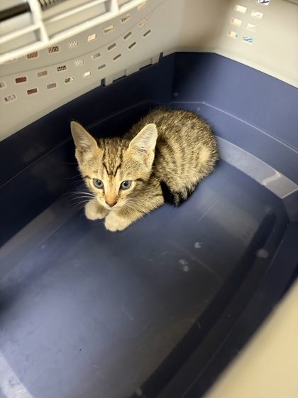 PIG - Domestic Shorthair / Mix available for adoption