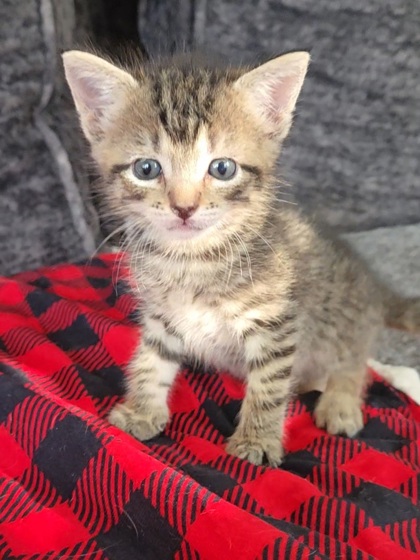 ARTHUR - Domestic Shorthair / Mix available for adoption