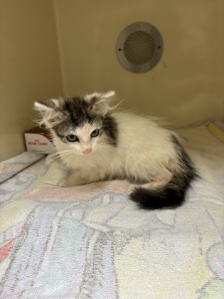 BIRDIE - Domestic Shorthair / Mix for adoption in Chesapeake