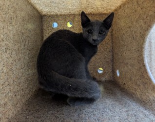 FOGGY BOTTOM - Domestic Shorthair / Mix available for adoption