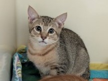 VANCE - Domestic Shorthair / Mix available for adoption