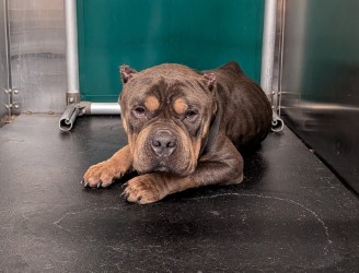 BIG MAC - Bully American  - Standard / Mix available for adoption