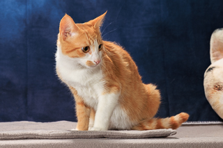POSSUM PANTS - Domestic Shorthair / Mix available for adoption