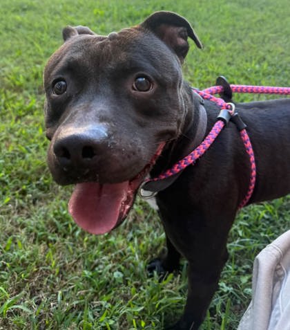 UFO - American Pit Bull Terrier / Mix available for adoption