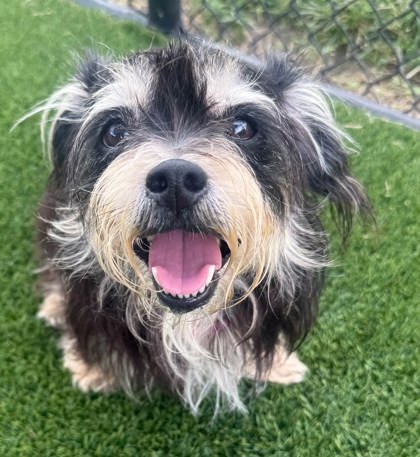 BONNIE - Mixed Breed, Small (under 24 lbs fully grown) / Mix available for adoption
