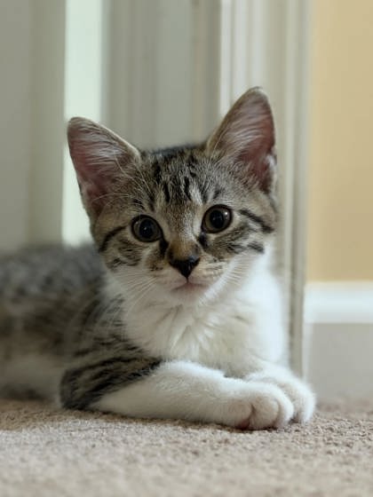 TATER - Domestic Medium Hair / Mix available for adoption