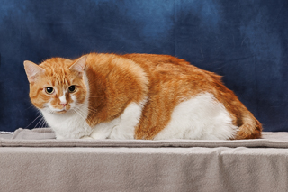 GOLDY - Domestic Shorthair / Mix available for adoption
