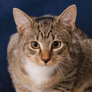 LEONARD - Domestic Shorthair / Mix available for adoption