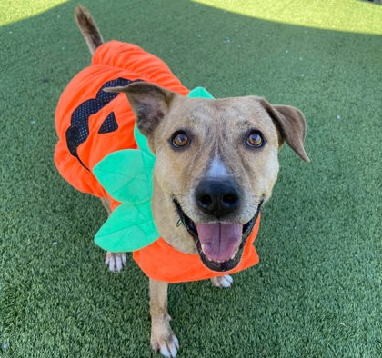 BEAR - Mixed Breed, Large (over 44 lbs fully grown) / Mix available for adoption