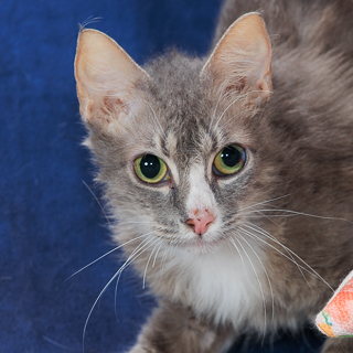 PRECIOUS - Domestic Medium Hair / Mix available for adoption