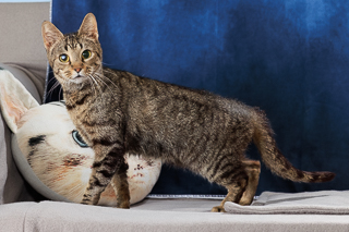 MATILDA - Domestic Shorthair / Mix available for adoption