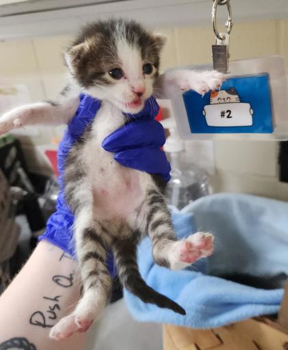 BUSTER - Domestic Shorthair / Mix available for adoption
