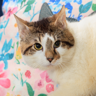 BOBBLEHEAD - Domestic Shorthair / Mix available for adoption