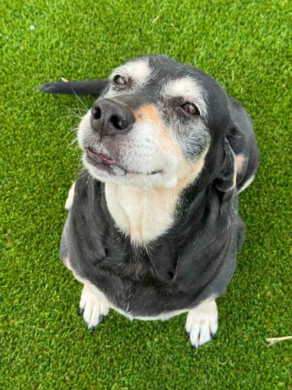 SWEET PEA - Hound / Mix for adoption in Chesapeake