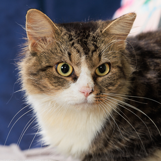 FURNANDO - Domestic Medium Hair / Mix available for adoption