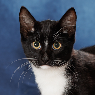 HUBERT - Domestic Shorthair / Mix available for adoption