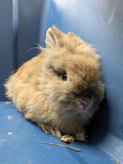 CREAM - Lionhead / Lionhead available for adoption
