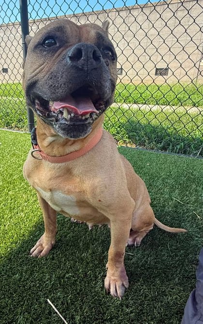 KOKO - Bulldog / Mix available for adoption