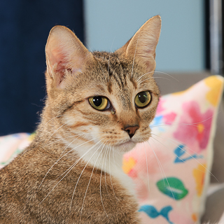 MELODEE - Domestic Shorthair / Mix available for adoption