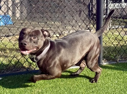 UFO - American Pit Bull Terrier / Mix available for adoption