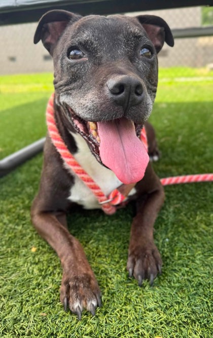 KING - American Pit Bull Terrier / Mix for adoption in Chesapeake
