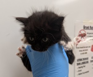 AGNES - Domestic Shorthair / Mix available for adoption