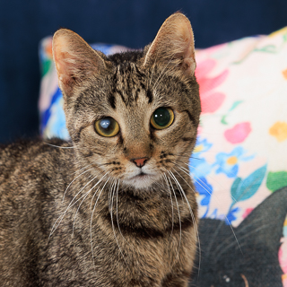 MATILDA - Domestic Shorthair / Mix available for adoption