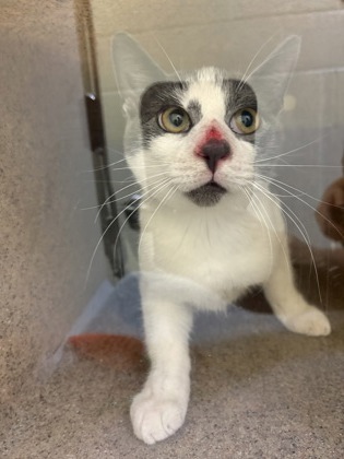 LINCOLN B - Domestic Shorthair / Mix available for adoption